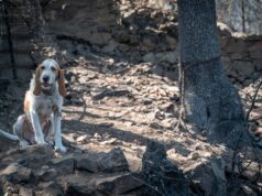 Incendi, sono oltre duemila i cani vittime delle fiamme