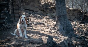 Animalisti all’attacco: moltissimi cani sono morti nei roghi perché incatenati