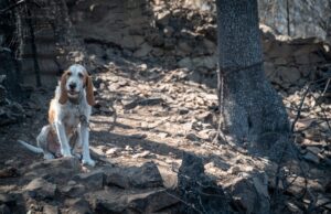 Incendi, sono oltre duemila i cani vittime delle fiamme