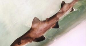 Cala Gonone, fiocco rosa all’acquario: forse è una partenogenesi di squalo