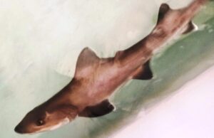 Cala Gonone, fiocco rosa all’acquario: forse è una partenogenesi di squalo