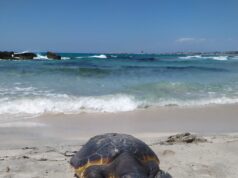 Tartarughe marine: le caretta caretta scelgono sei spiagge sarde
