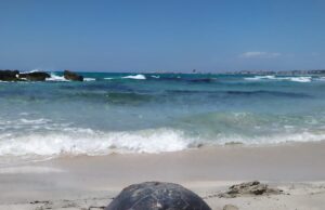 Tartarughe marine: le caretta caretta scelgono sei spiagge sarde