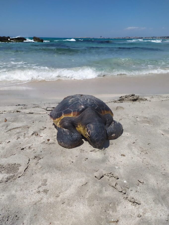 Tartarughe marine: le caretta caretta scelgono sei spiagge sarde