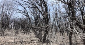 Incendi, Coldiretti: va bene lo stato d’emergenza ma ora subito gli indennizzi