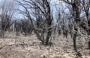 Incendi, Coldiretti: va bene lo stato d’emergenza ma ora subito gli indennizzi