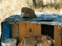 Abbandona un cane e i suoi cuccioli: denunciato commerciante di Mandas