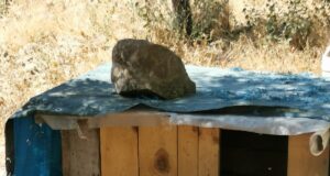 Abbandona un cane e i suoi cuccioli: denunciato commerciante di Mandas