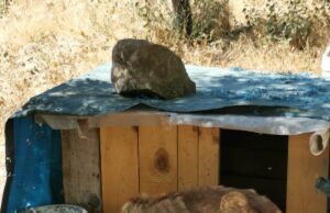 Abbandona un cane e i suoi cuccioli: denunciato commerciante di Mandas