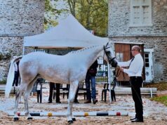 Anglo arabi sardi sugli scudi in Francia: stravince Diamante Foresta