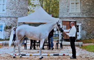 Anglo arabi sardi sugli scudi in Francia: stravince Diamante Foresta