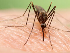 La zanzara giapponese arriva in Italia, tra le più invasive al mondo