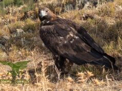 Donnortei, liberato un magnifico esemplare di aquila reale