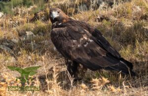 Donnortei, liberato un magnifico esemplare di aquila reale