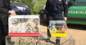 Pula, denunciato per detenzione di due cardellini senza anello identificativo