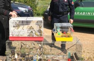 Pula, denunciato per detenzione di due cardellini senza anello identificativo