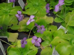 Pinguicola, la pianta carnivora che cresce a Seui