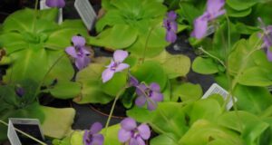 Pinguicola, la pianta carnivora che cresce a Seui