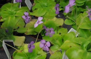 Pinguicola, la pianta carnivora che cresce a Seui