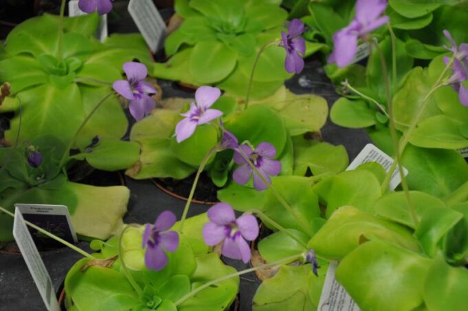 Pinguicola, la pianta carnivora che cresce a Seui