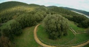 Si trova in Sardegna l’albero più antico d’Italia