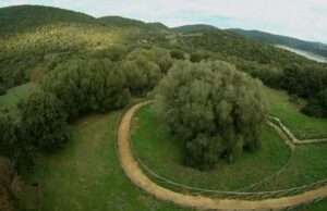 Si trova in Sardegna l’albero più antico d’Italia