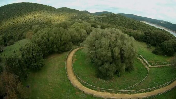 Si trova in Sardegna l’albero più antico d’Italia