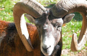 Il muflone sardo discende dall’antenato selvatico neolitico