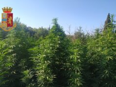 Quartu, scoperta una foresta di cannabis con piante di tre metri