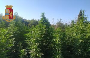 Quartu, scoperta una foresta di cannabis con piante di tre metri