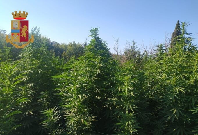 Quartu, scoperta una foresta di cannabis con piante di tre metri
