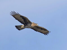 Bracconieri mettono a rischio le aquile di Bonelli reintrodotte in Sardegna
