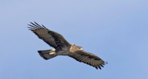 Bracconieri mettono a rischio le aquile di Bonelli reintrodotte in Sardegna