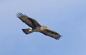 Bracconieri mettono a rischio le aquile di Bonelli reintrodotte in Sardegna