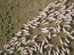 Ex Manifattura Tabacchi, “Transumanze” racconta l’emigrazione dei pastori sardi