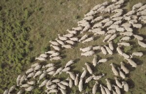 Ex Manifattura Tabacchi, “Transumanze” racconta l’emigrazione dei pastori sardi