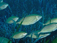 L’arrivo del pesce coniglio nel Mediterraneo preoccupa gli scienziati