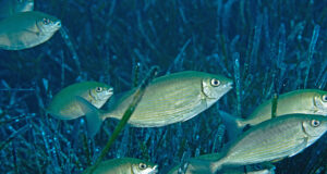 L’arrivo del pesce coniglio nel Mediterraneo preoccupa gli scienziati