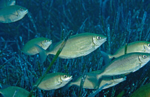 L’arrivo del pesce coniglio nel Mediterraneo preoccupa gli scienziati