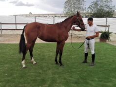 Sport equestri, trecento cavalli in gara al Premio regionale sardo