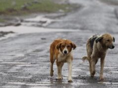Cani randagi avvelenati, la Sardegna è dietro solo a Sicilia e Calabria
