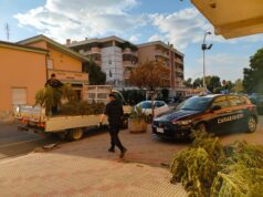 Sestu, coltivazione di cannabis scoperta per il forte odore