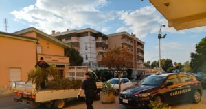 Sestu, coltivazione di cannabis scoperta per il forte odore