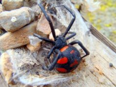 Via Garavetti, scuola chiusa perchè è stata trovata la terribile Argia