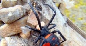 Via Garavetti, scuola chiusa perchè è stata trovata la terribile Argia
