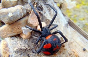 Via Garavetti, scuola chiusa perchè è stata trovata la terribile Argia