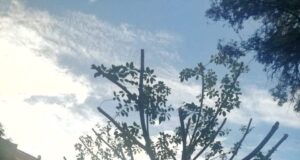 Piazza Palestrina, il maestoso Ficus diventa un albero spelacchiato