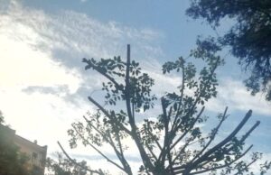 Piazza Palestrina, il maestoso Ficus diventa un albero spelacchiato