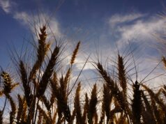 World Pasta Day, in Italia persi oltre 75mila ettari di grano duro