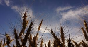 World Pasta Day, in Italia persi oltre 75mila ettari di grano duro